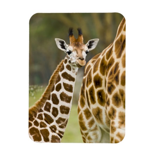 Afrika. Kenia. Rothschild's Giraffe jong Magneet (Verticaal)
