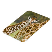 Afrika. Kenia. Rothschild's Giraffe jong Magneet (Linkerzijde)