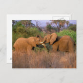 Afrika, Kenia, Samburu. Elephant-uitdaging Briefkaart (Voorkant / Achterkant)