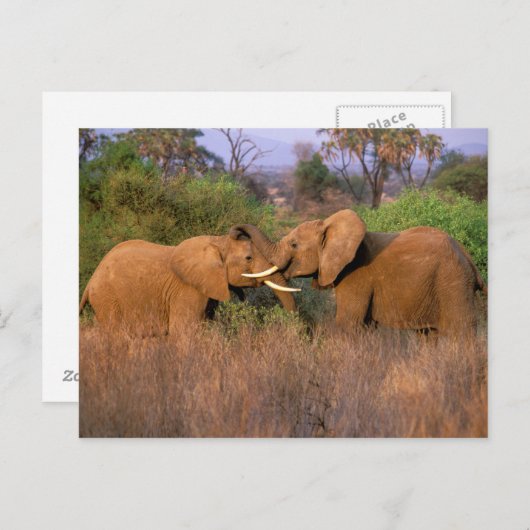 Afrika, Kenia, Samburu. Elephant-uitdaging Briefkaart (Voorkant / Achterkant)