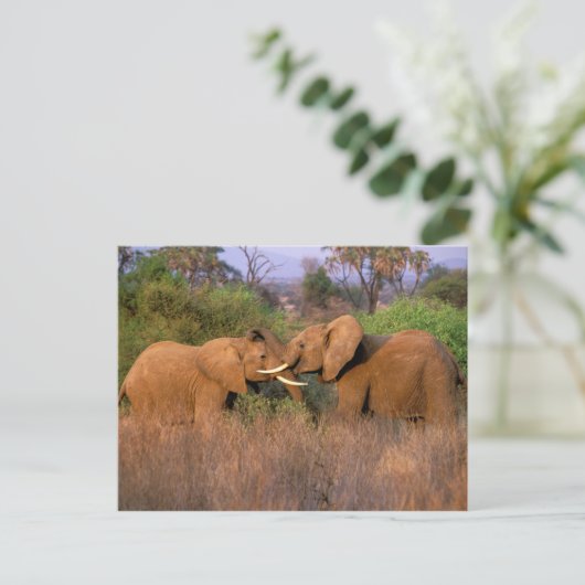 Afrika, Kenia, Samburu. Elephant-uitdaging Briefkaart (Staand voorkant)