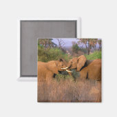 Afrika, Kenia, Samburu. Elephant-uitdaging Magneet (Voorkant / Achterkant)