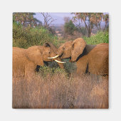 Afrika, Kenia, Samburu. Elephant-uitdaging Magneet (Voorkant)