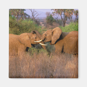 Afrika, Kenia, Samburu. Elephant-uitdaging Magneet