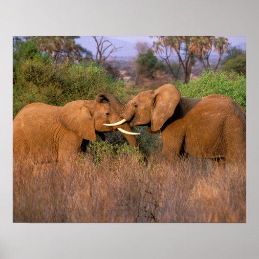 Afrika, Kenia, Samburu. Elephant-uitdaging Poster (Voorkant)