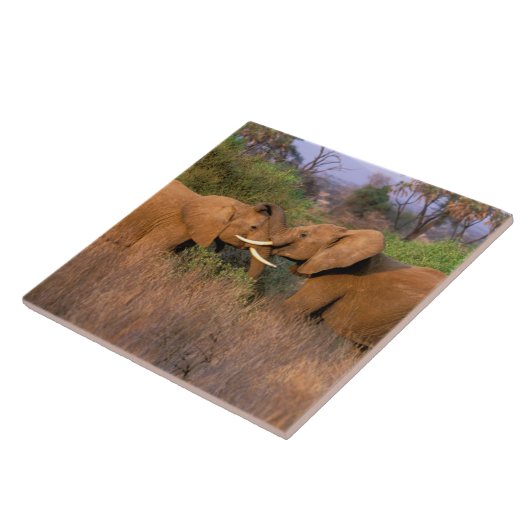 Afrika, Kenia, Samburu. Elephant-uitdaging Tegeltje (Zijkant)