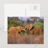 Afrika, Kenia, Samburu. Olifant uitdaging Briefkaart (Voorkant / Achterkant)