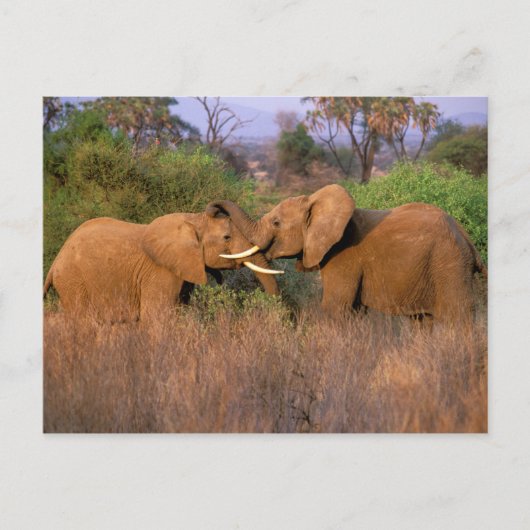 Afrika, Kenia, Samburu. Olifant uitdaging Briefkaart (Voorkant)