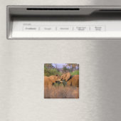 Afrika, Kenia, Samburu. Olifant uitdaging Magneet (Insitu (Vaatwasser))