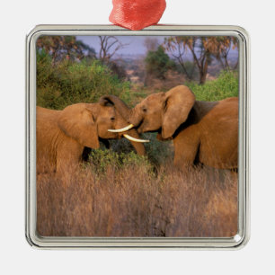 Afrika, Kenia, Samburu. Olifant uitdaging Metalen Ornament