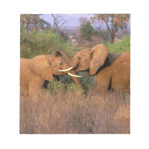 Afrika, Kenia, Samburu. Olifant uitdaging Notitieblok