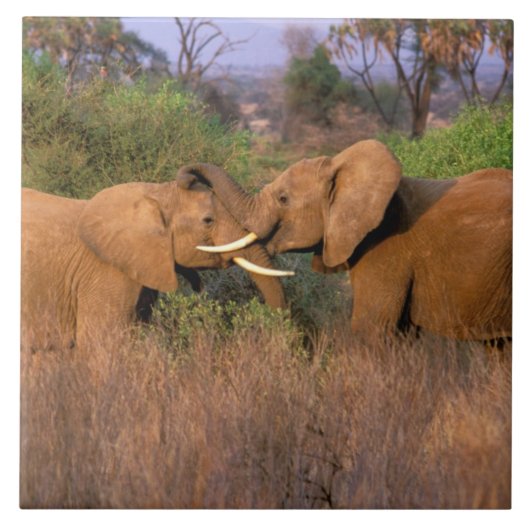 Afrika, Kenia, Samburu. Olifant uitdaging Tegeltje (Voorkant)