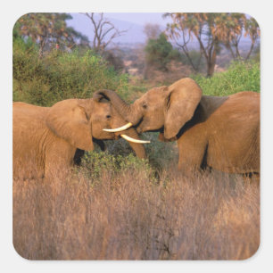 Afrika, Kenia, Samburu. Olifant uitdaging Vierkante Sticker