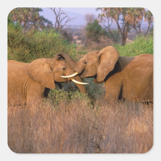 Afrika, Kenia, Samburu. Olifant uitdaging Vierkante Sticker (Voorkant)
