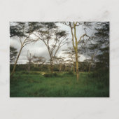 Afrika Kenia wild land Briefkaart (Voorkant)