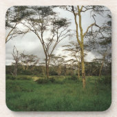 Afrika Kenia wild land Drankjes Onderzetter (Voorkant)