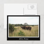 Afrika Kenia wilde dieren Briefkaart (Voorkant / Achterkant)