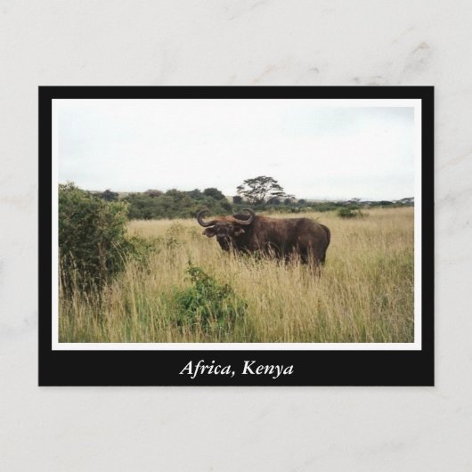 Afrika Kenia wilde dieren Briefkaart (Voorkant)