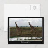 Afrika Kenia wilde dieren Briefkaart (Voorkant / Achterkant)