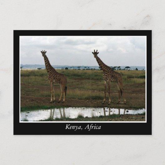 Afrika Kenia wilde dieren Briefkaart (Voorkant)