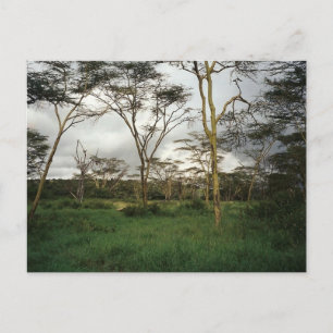 Afrika Kenia wildernis Briefkaart