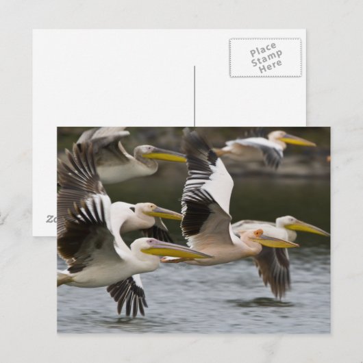 Afrika. Kenia. Witte pelikanen aan boord van het m Briefkaart (Voorkant / Achterkant)