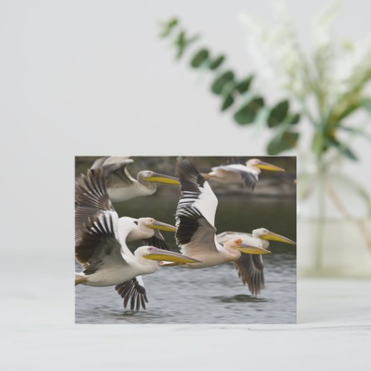 Afrika. Kenia. Witte pelikanen aan boord van het m Briefkaart (Staand voorkant)