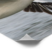 Afrika. Kenia. Witte pelikanen aan boord van het m Poster (Hoek)