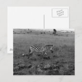 Afrika Kenia Zebra in het wild Briefkaart (Voorkant / Achterkant)