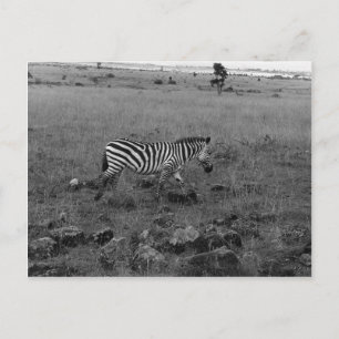 Afrika Kenia Zebra in het wild Briefkaart