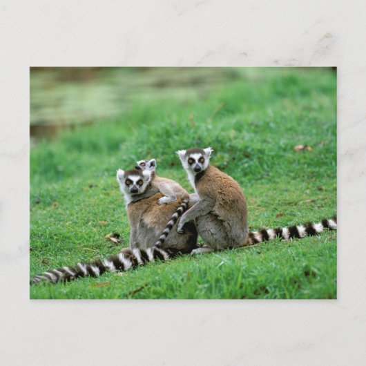 Afrika, Madagaskar, Antananarivo, Tsimbazaza Briefkaart (Voorkant)