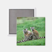 Afrika, Madagaskar, Antananarivo, Tsimbazaza Magneet (Voorkant / Achterkant)