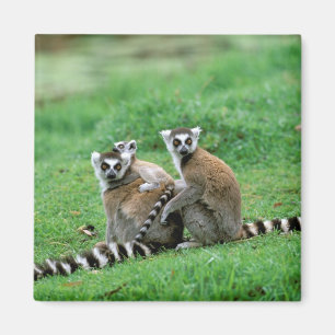 Afrika, Madagaskar, Antananarivo, Tsimbazaza Magneet