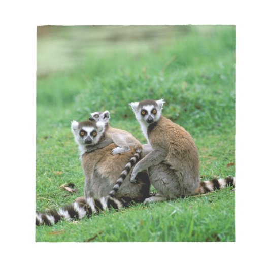 Afrika, Madagaskar, Antananarivo, Tsimbazaza Notitieblok (Voorkant)