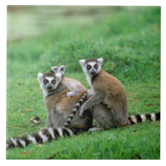 Afrika, Madagaskar, Antananarivo, Tsimbazaza Tegeltje (Voorkant)