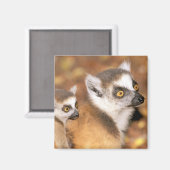 Afrika, Madagaskar, Berenty Private Reserve. Magneet (Voorkant / Achterkant)