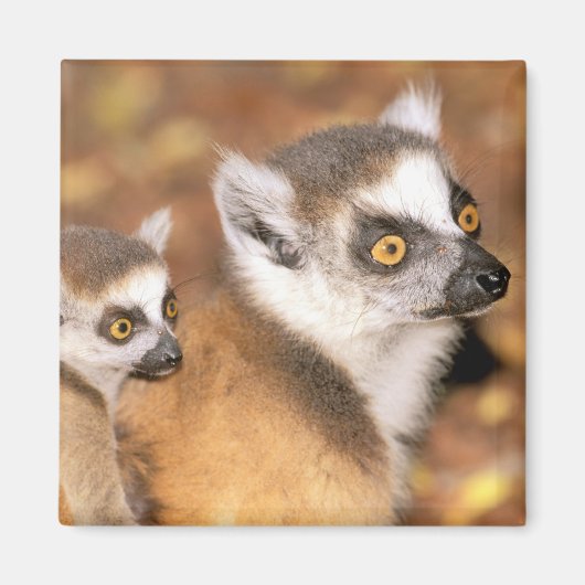 Afrika, Madagaskar, Berenty Private Reserve. Magneet (Voorkant)
