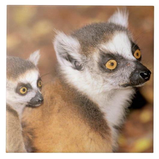 Afrika, Madagaskar, Berenty Private Reserve. Tegeltje (Voorkant)