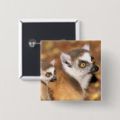 Afrika, Madagaskar, Berenty Private Reserve. Vierkante Button 5,1 Cm (Voorkant /achterkant)