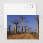 Afrika, Madagaskar, Morondava, Baobab Avenue. Briefkaart (Voorkant / Achterkant)