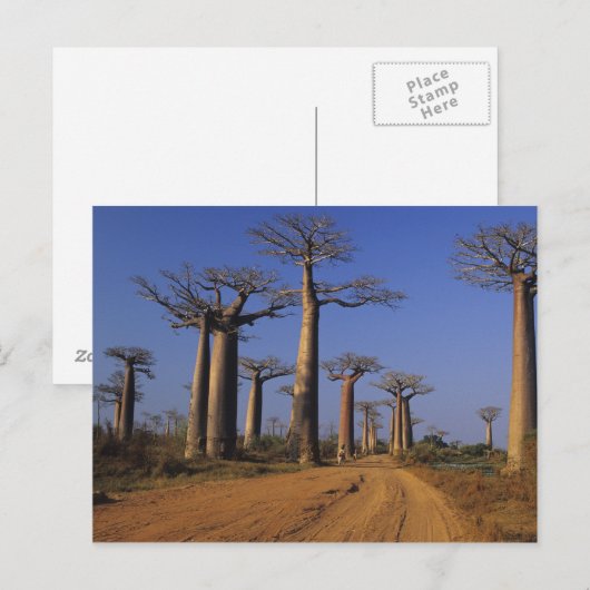 Afrika, Madagaskar, Morondava, Baobab Avenue. Briefkaart (Voorkant / Achterkant)