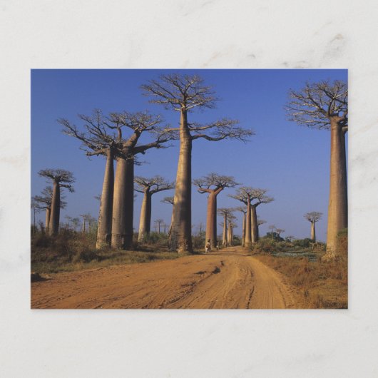 Afrika, Madagaskar, Morondava, Baobab Avenue. Briefkaart (Voorkant)