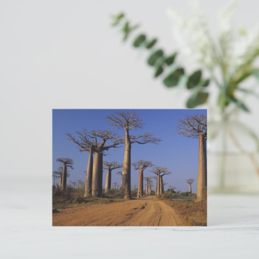 Afrika, Madagaskar, Morondava, Baobab Avenue. Briefkaart (Staand voorkant)