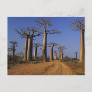 Afrika, Madagaskar, Morondava, Baobab Avenue. Briefkaart
