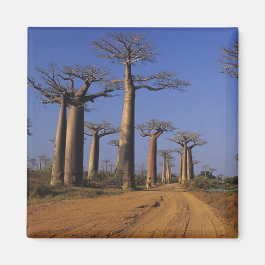 Afrika, Madagaskar, Morondava, Baobab Avenue. Magneet (Voorkant)