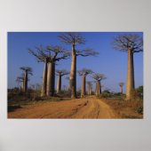 Afrika, Madagaskar, Morondava, Baobab Avenue. Poster (Voorkant)