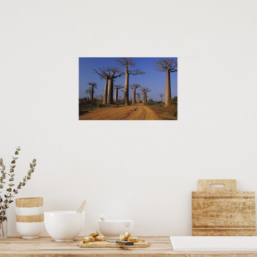 Afrika, Madagaskar, Morondava, Baobab Avenue. Poster (Keuken)