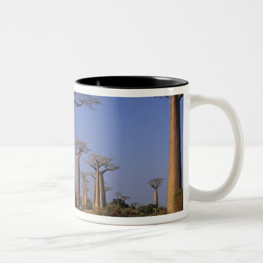 Afrika, Madagaskar, Morondava, Baobab Avenue. Tweekleurige Koffiemok (Rechts)