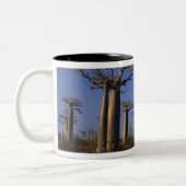 Afrika, Madagaskar, Morondava, Baobab Avenue. Tweekleurige Koffiemok (Links)