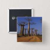 Afrika, Madagaskar, Morondava, Baobab Avenue. Vierkante Button 5,1 Cm (Voorkant /achterkant)